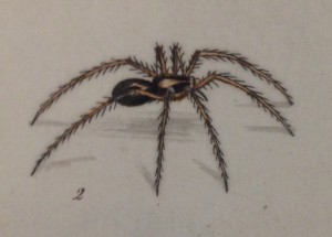 Illustration of what I think is a wolf spider!