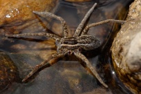 A Fishing Spider with two legs missing. [Credit: Flagstaffotos]