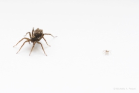Wolf spider (Pardosa amentata) with newly-hatched spiderling