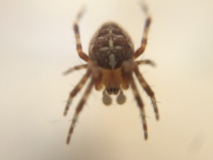 Common garden spider, Araneus diadematus.